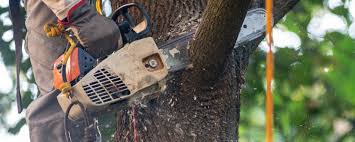 Professional Tree Care in Melville, NY