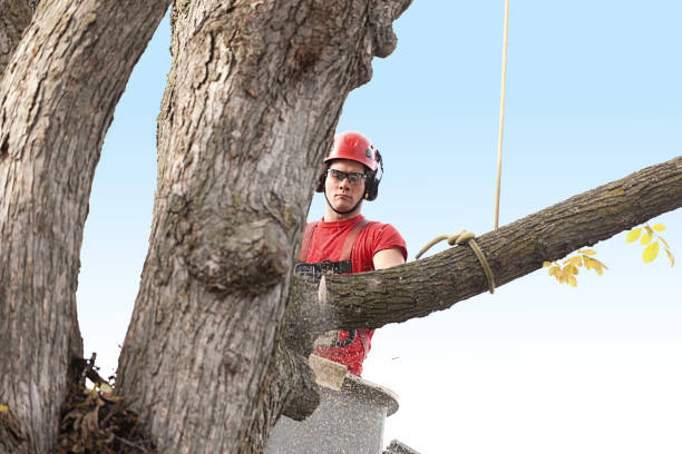 How Our Tree Care Process Works  in  Melville, NY